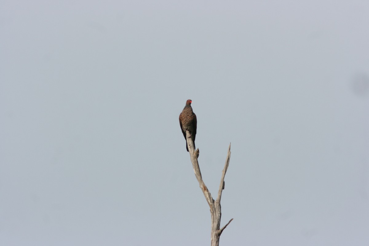 Scaled Pigeon - ML647397393