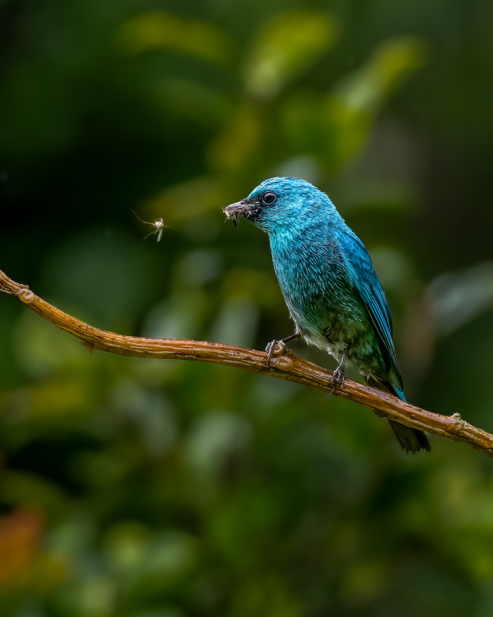 Verditer Flycatcher - ML647397398