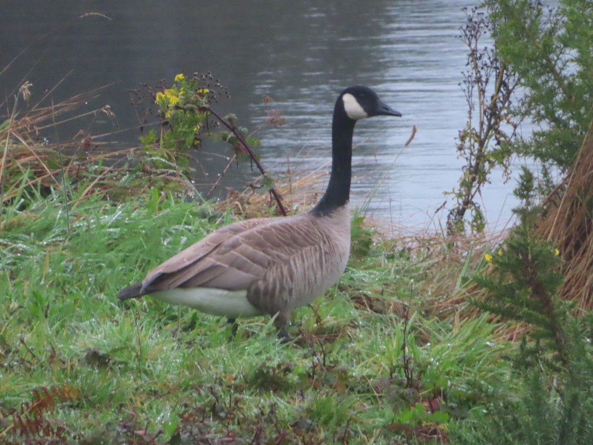Canada Goose - ML647397400