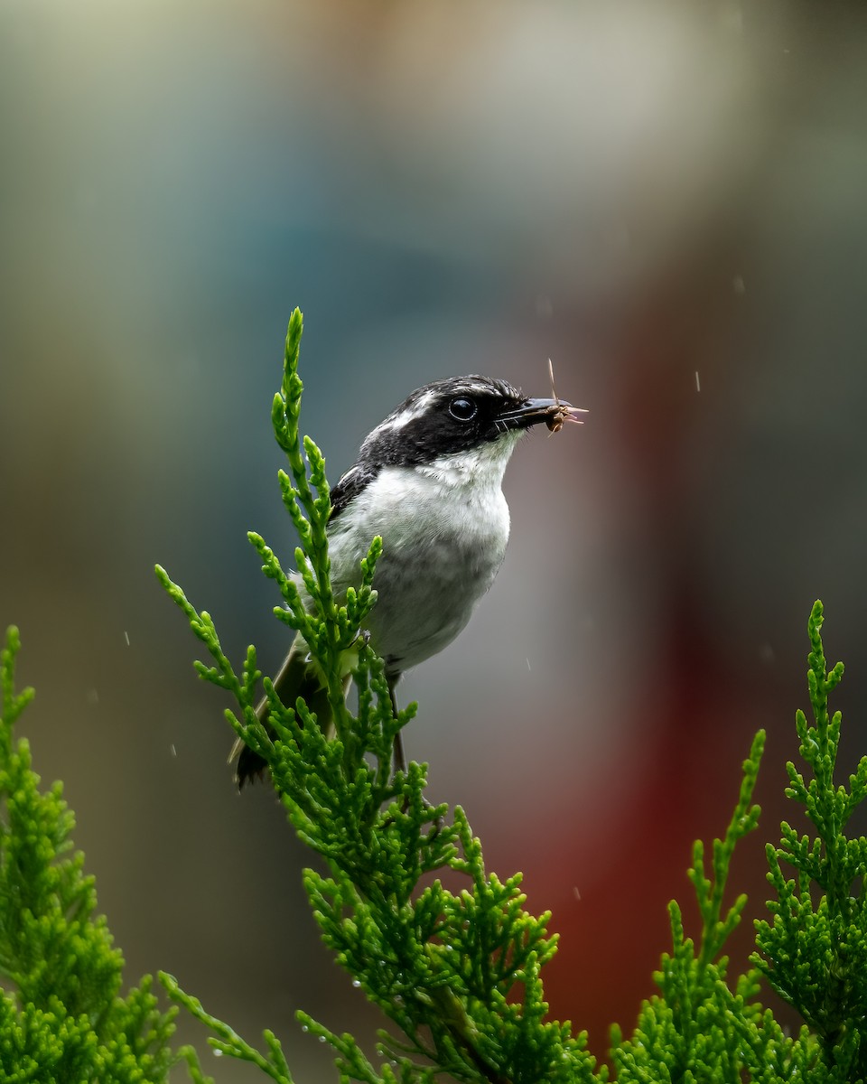 Pitxartxar grisa - ML647397401