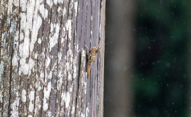 Gerri-txori paparriluna - ML647397403