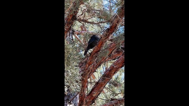 Горобцеподібні sp. - ML647397411