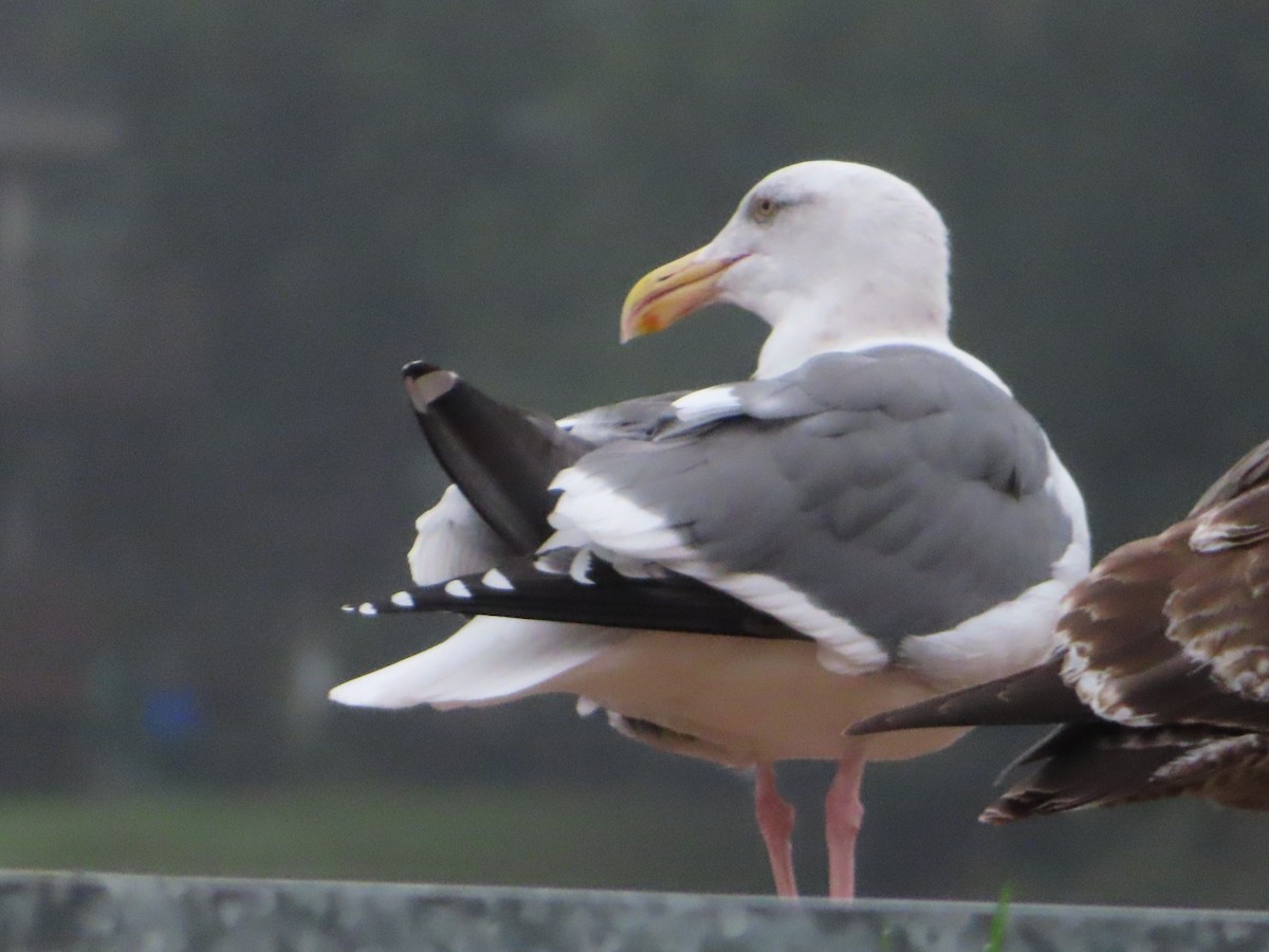 Goéland d'Audubon - ML647397423