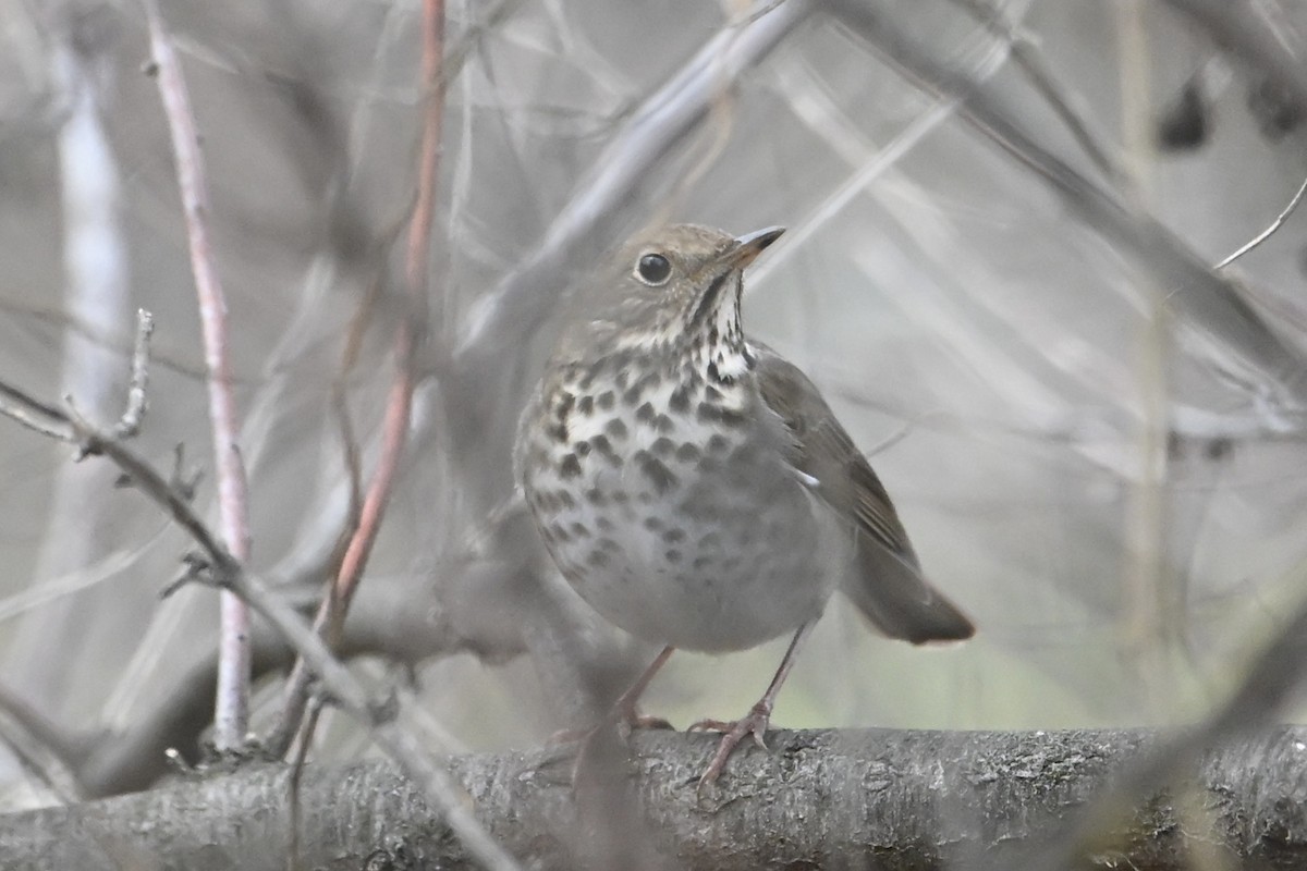 Hermit Thrush - ML647397430