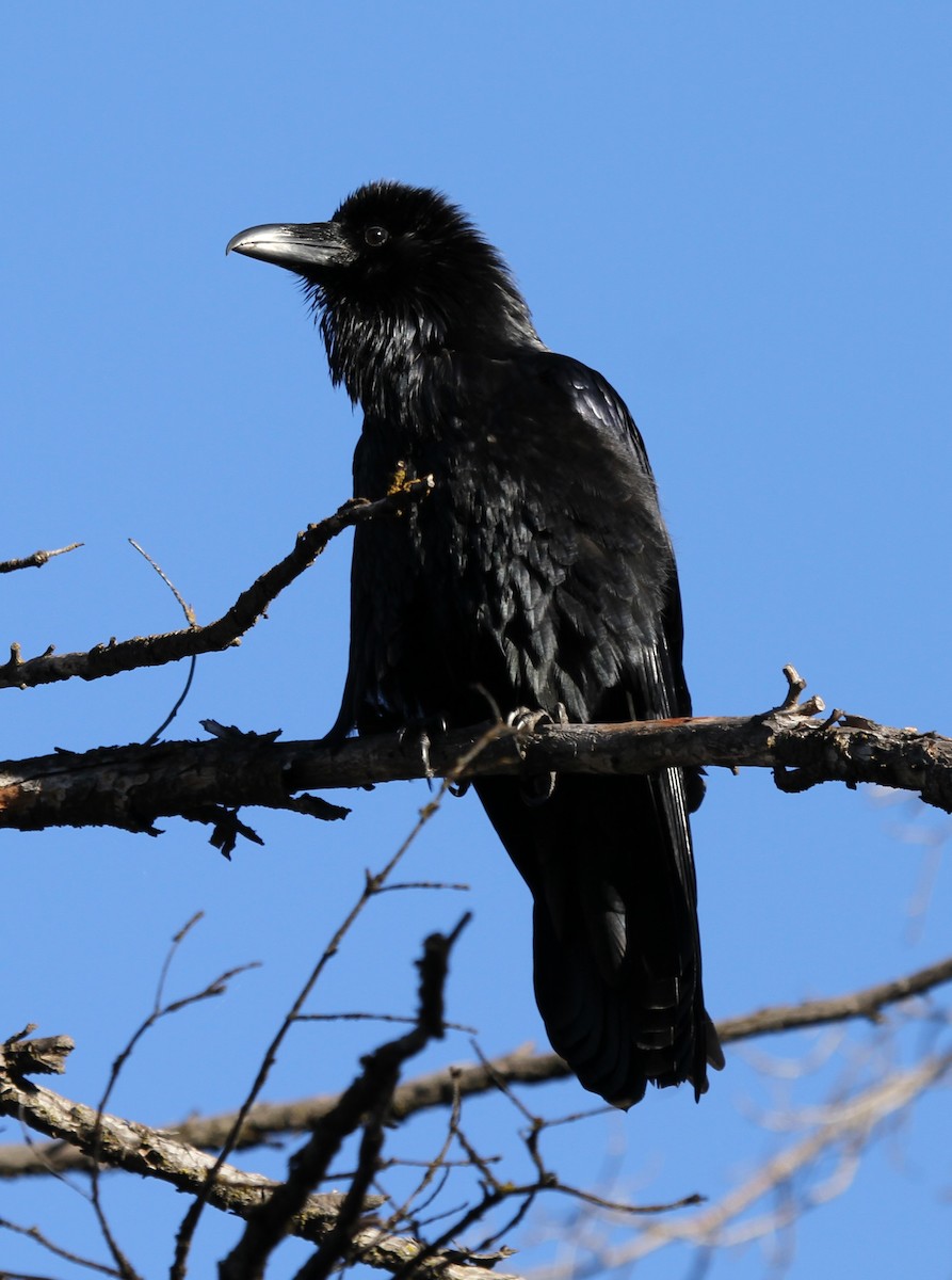 Grand Corbeau - ML647397432