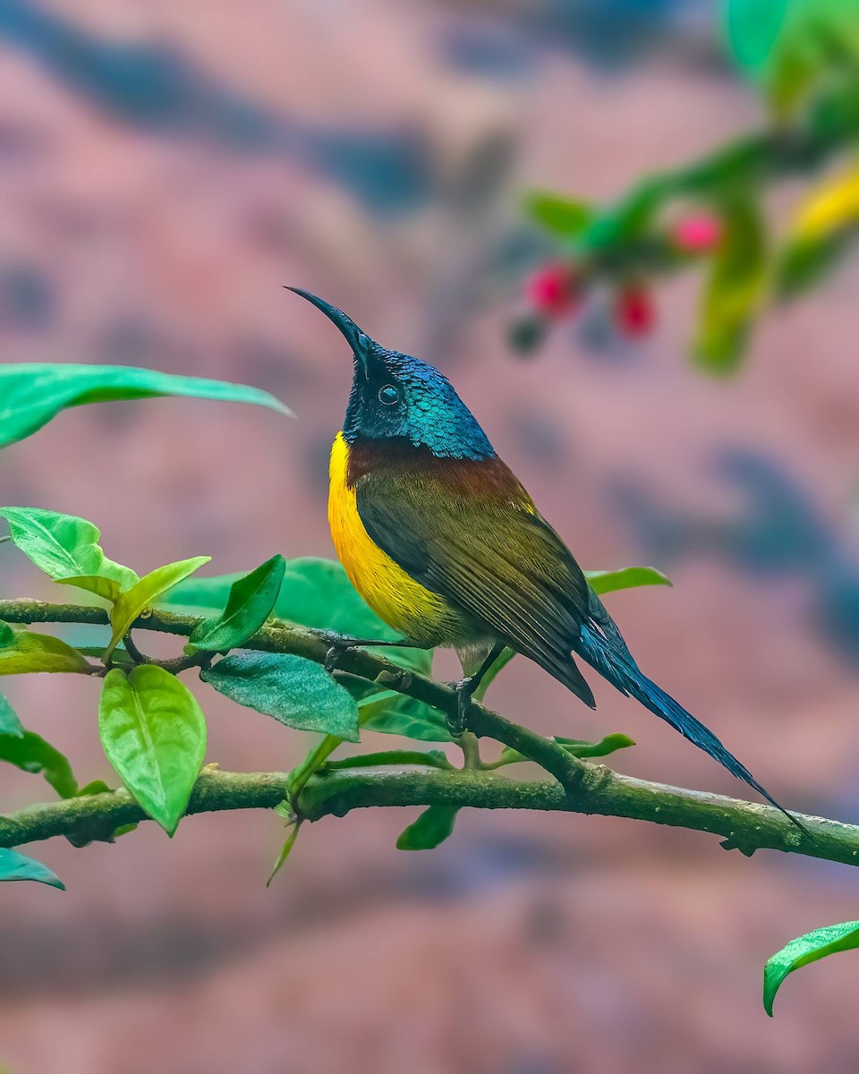 Green-tailed Sunbird - ML647397434