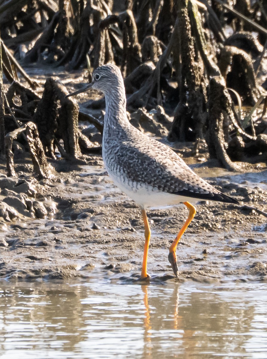 Greater Yellowlegs - ML647397443