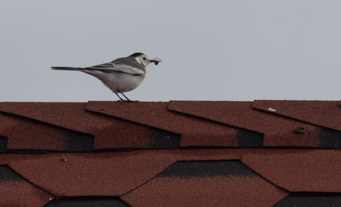 White Wagtail - ML647397453