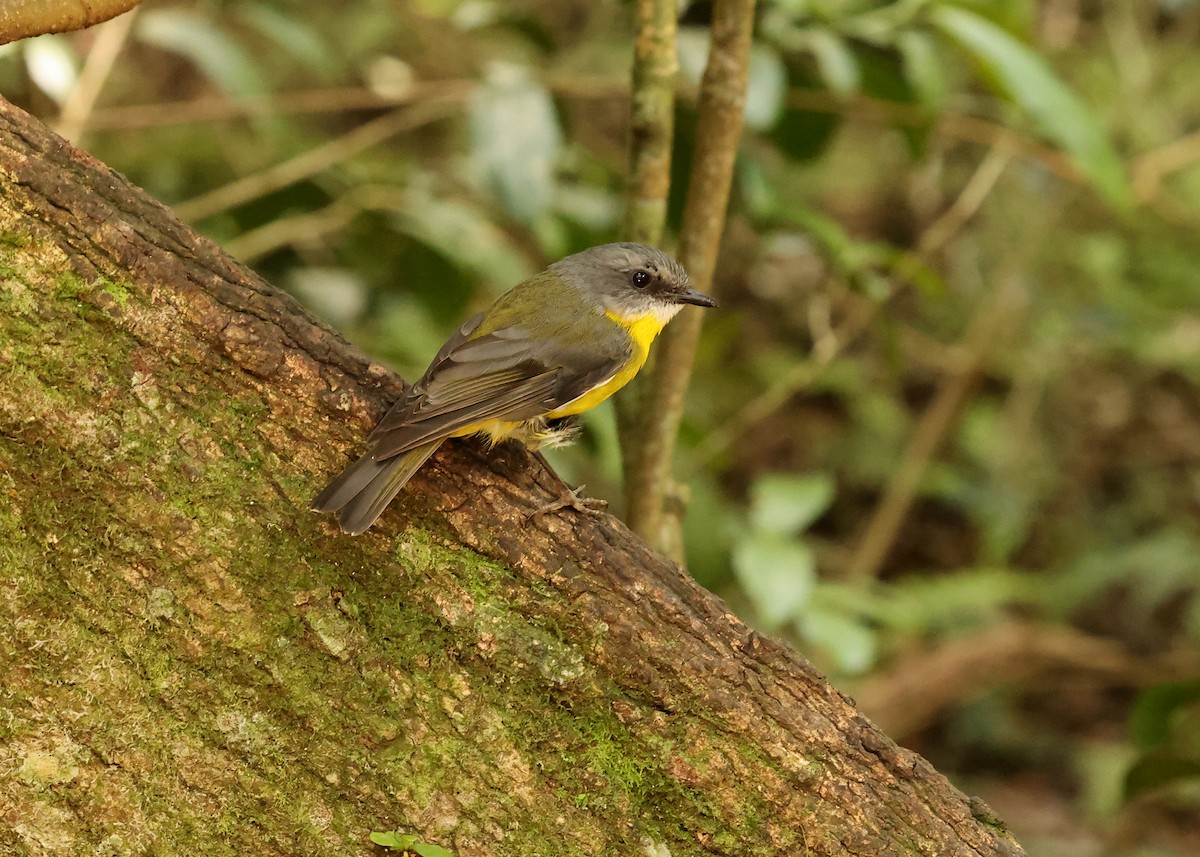 lejsčík žlutý - ML647397478