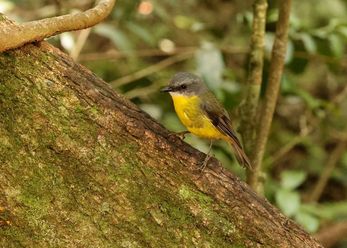 lejsčík žlutý - ML647397482