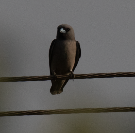 Ashy Woodswallow - ML647397506