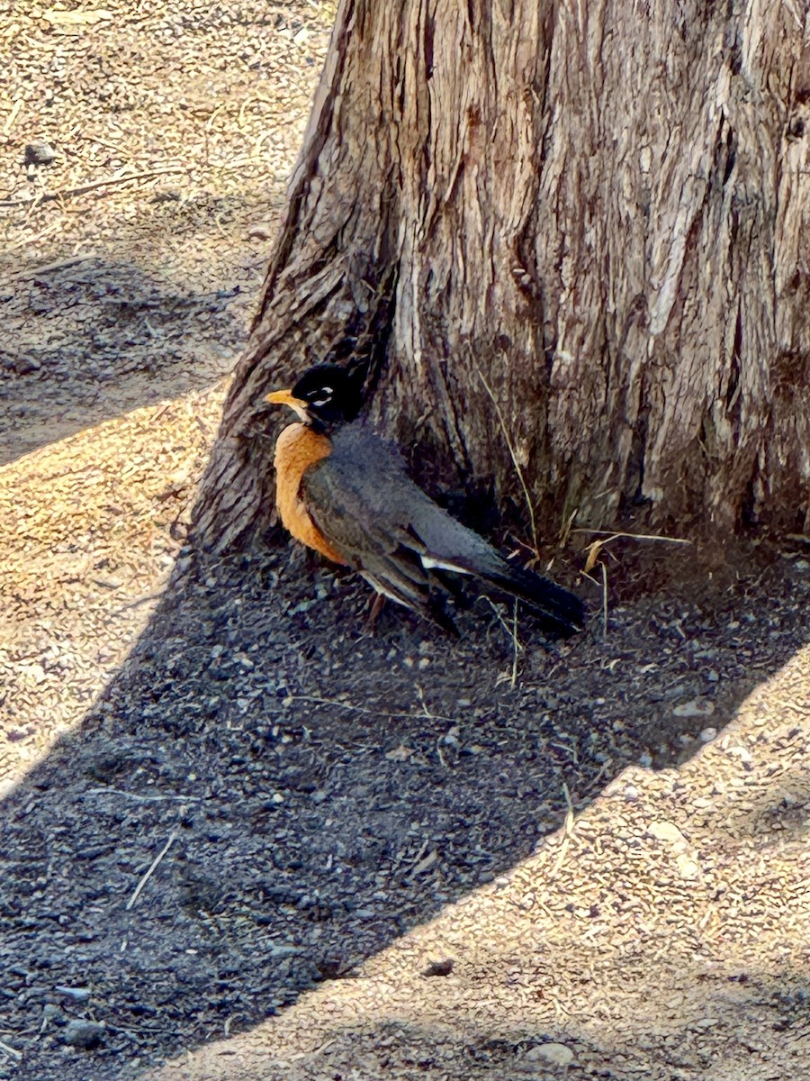 American Robin - ML647397510