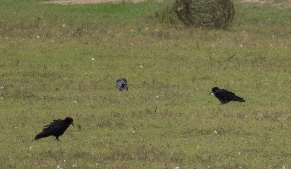 Ekin Kargası - ML647397513