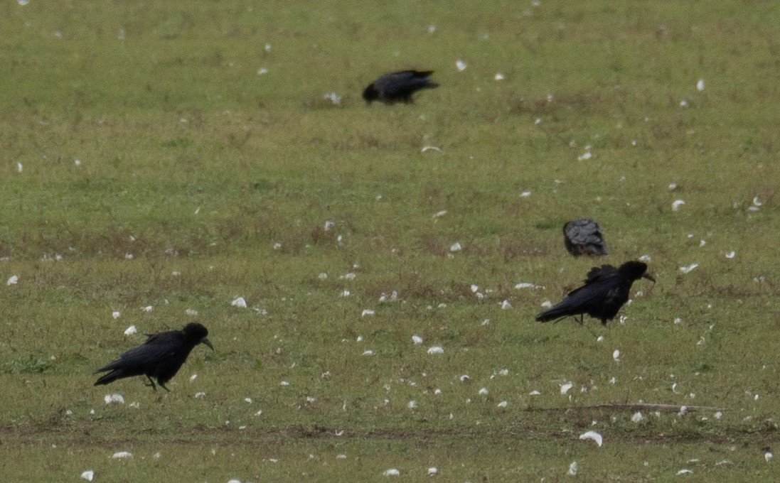 Ekin Kargası - ML647397516