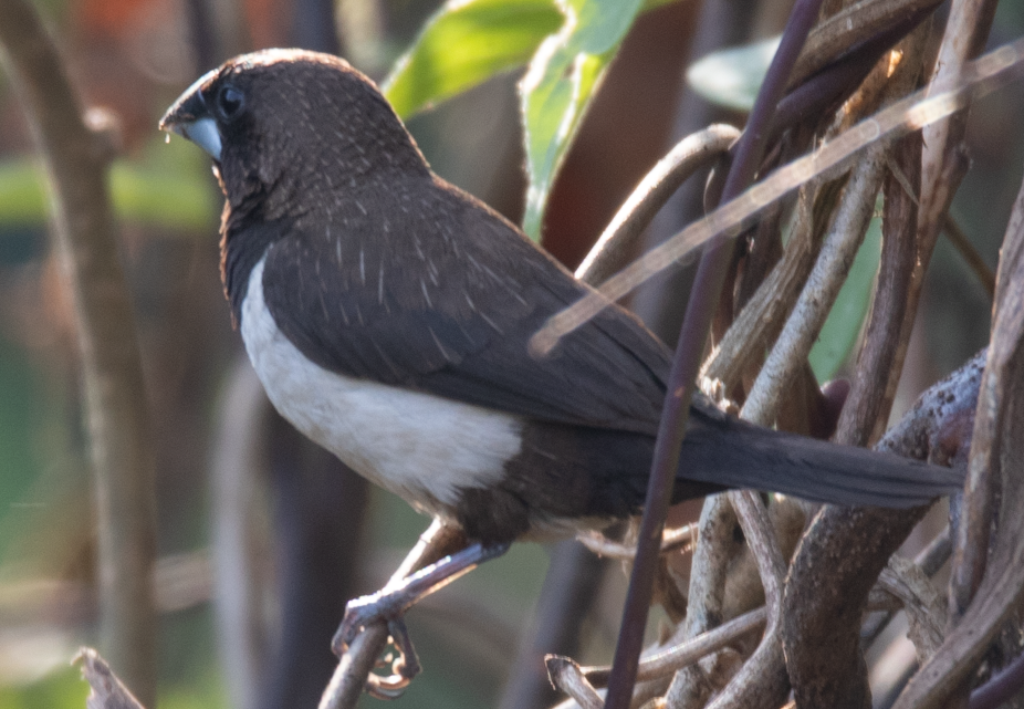 White-rumped Munia - ML647397517