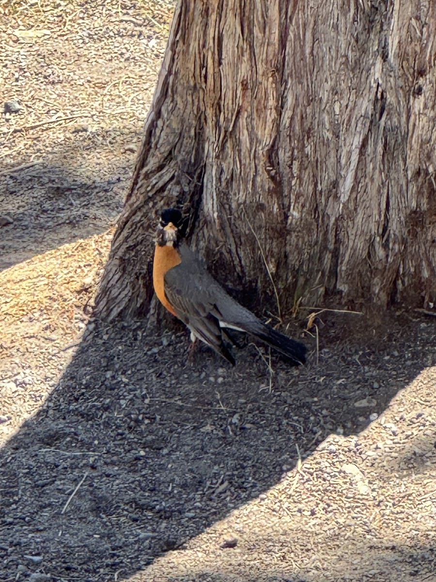 American Robin - ML647397519