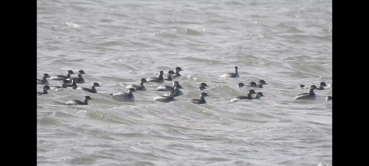 potápka černokrká - ML647397527