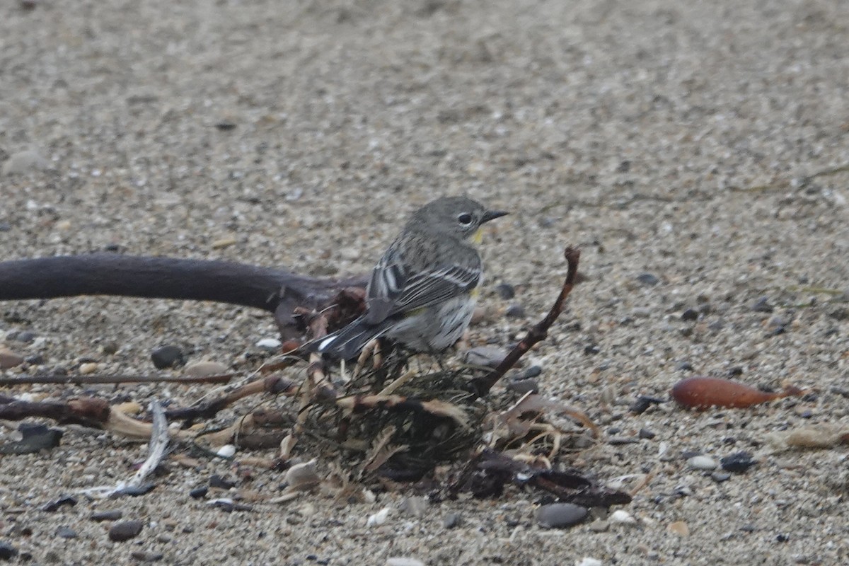 Yellow-rumped Warbler - ML647397531