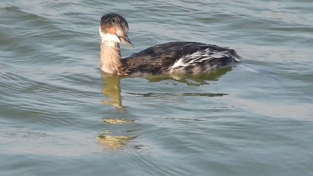 potápka černokrká - ML647397532