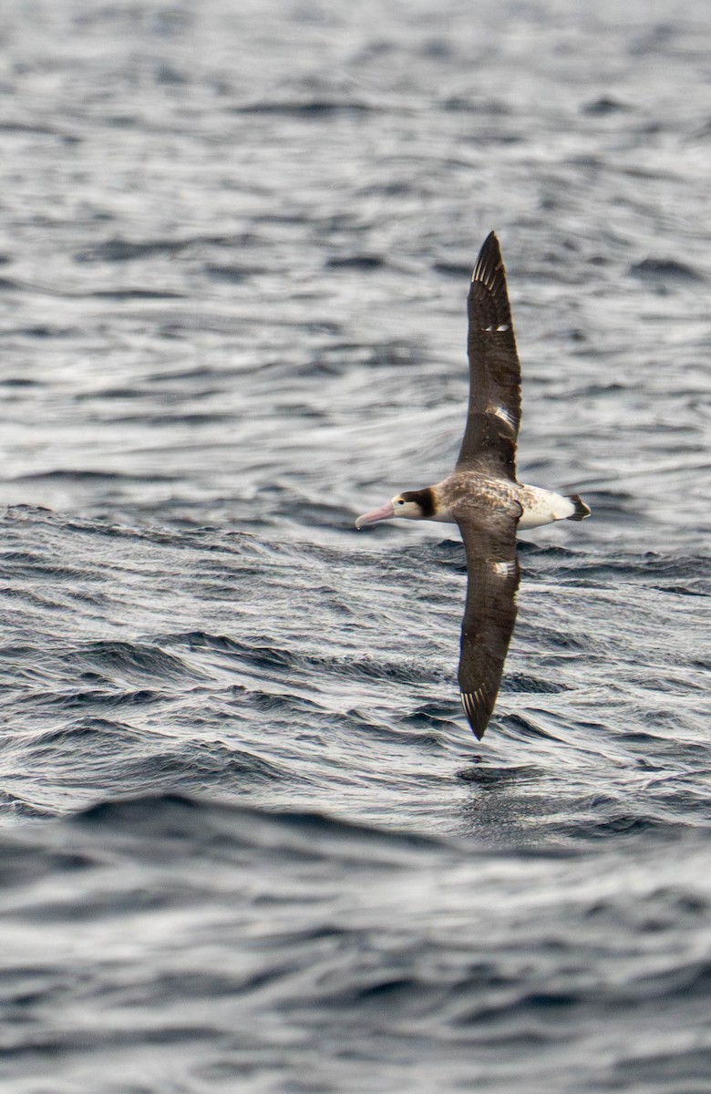 短尾信天翁 - ML647397534