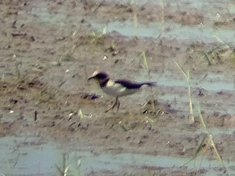 Малый зуёк - ML647397543