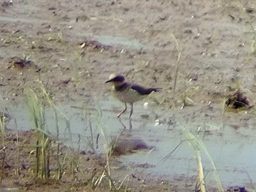 Малый зуёк - ML647397544