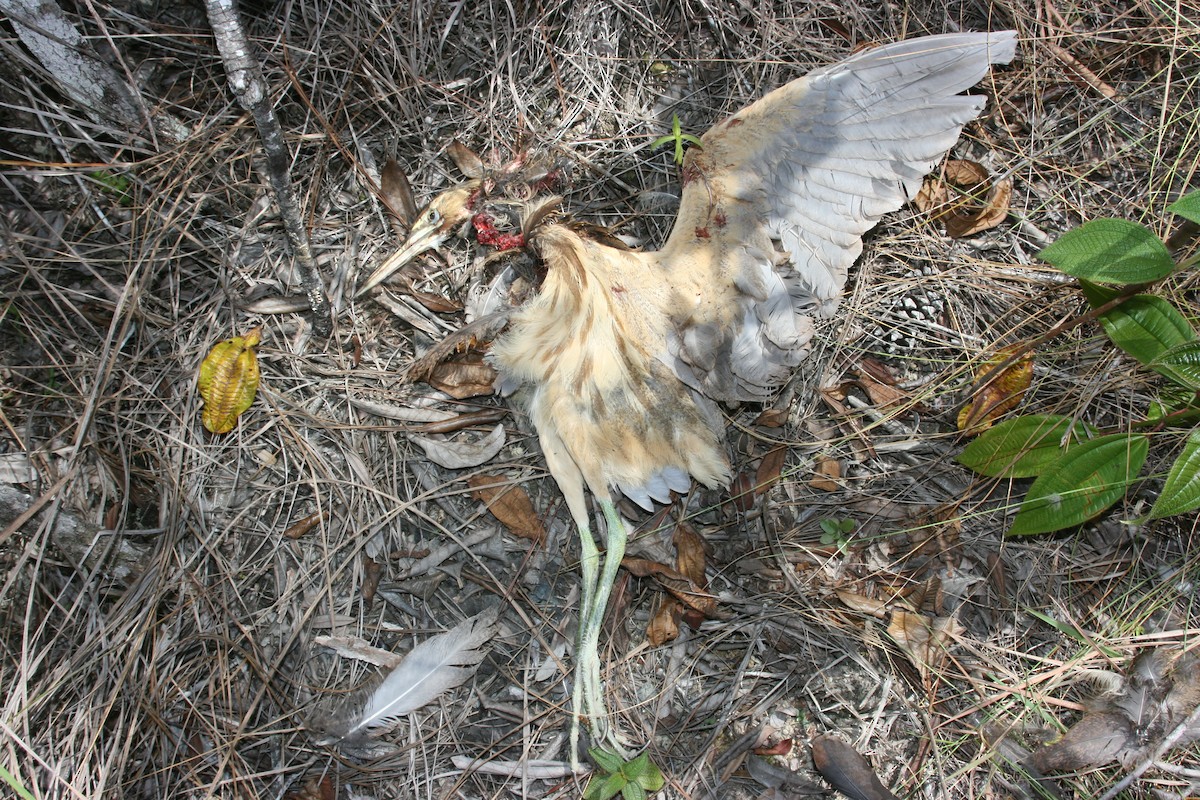 Черноватая сова - ML647397545