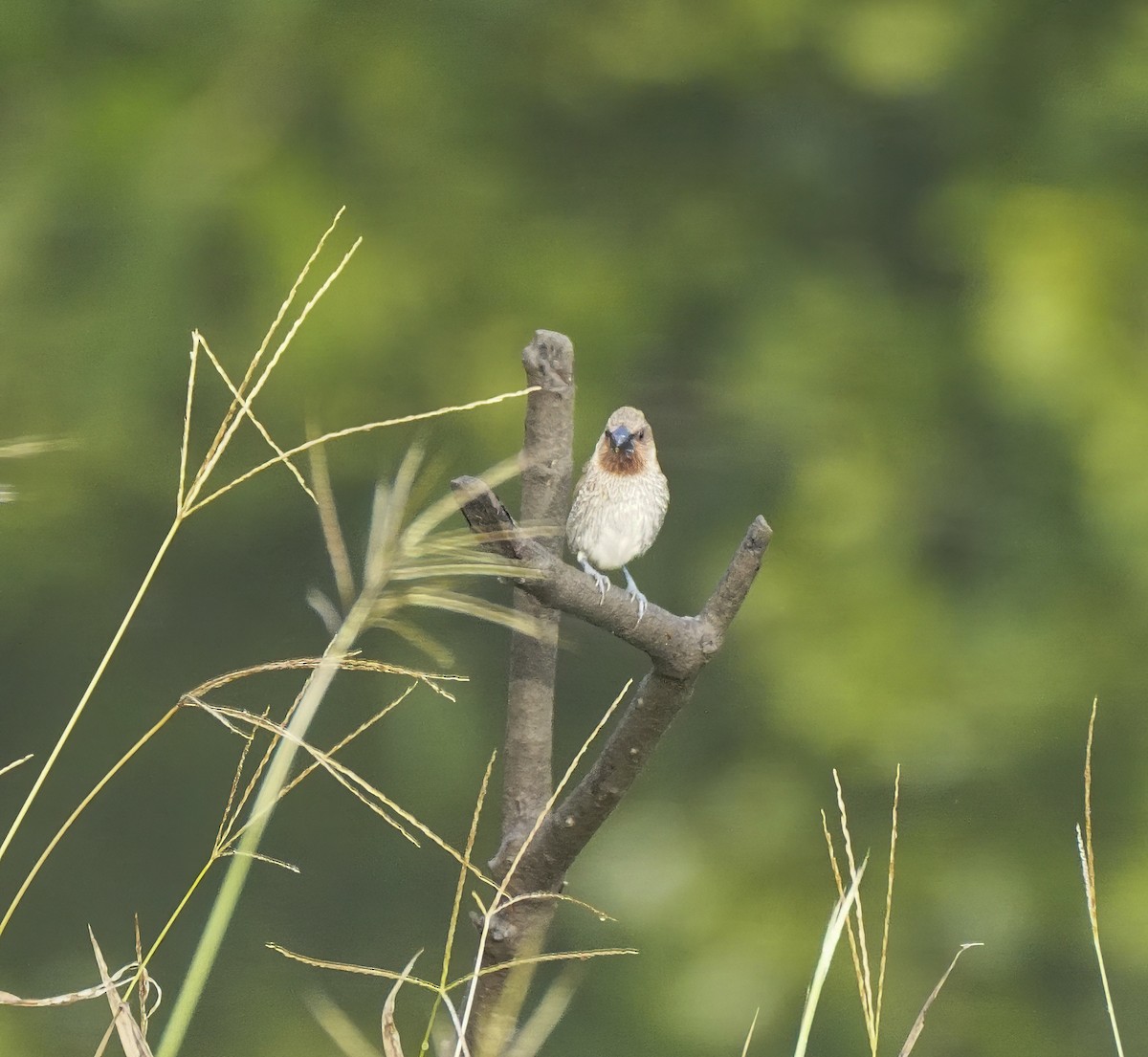 Чешуйчатая муния - ML647397546