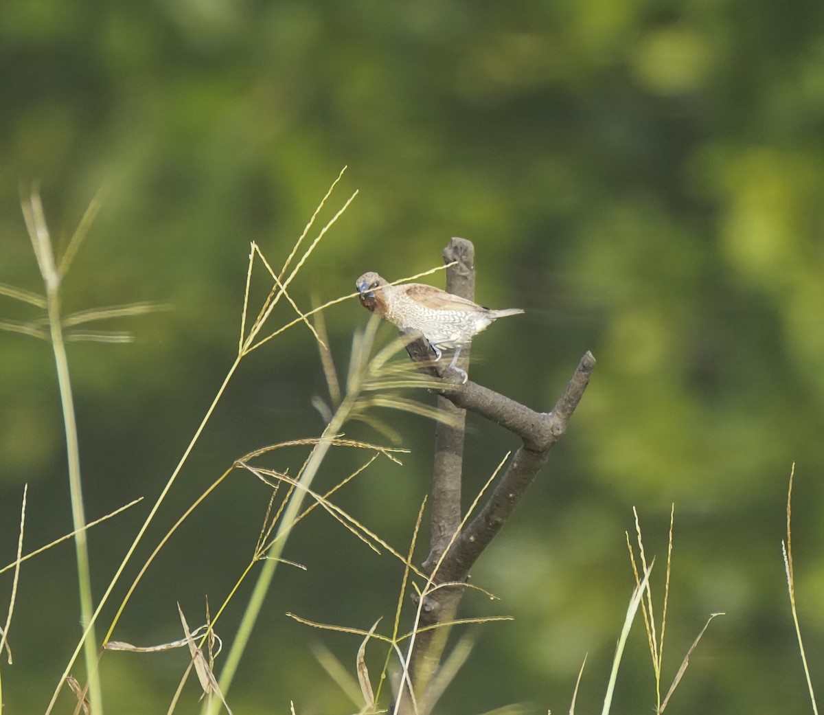 Чешуйчатая муния - ML647397547