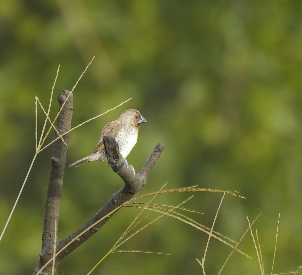 Чешуйчатая муния - ML647397548