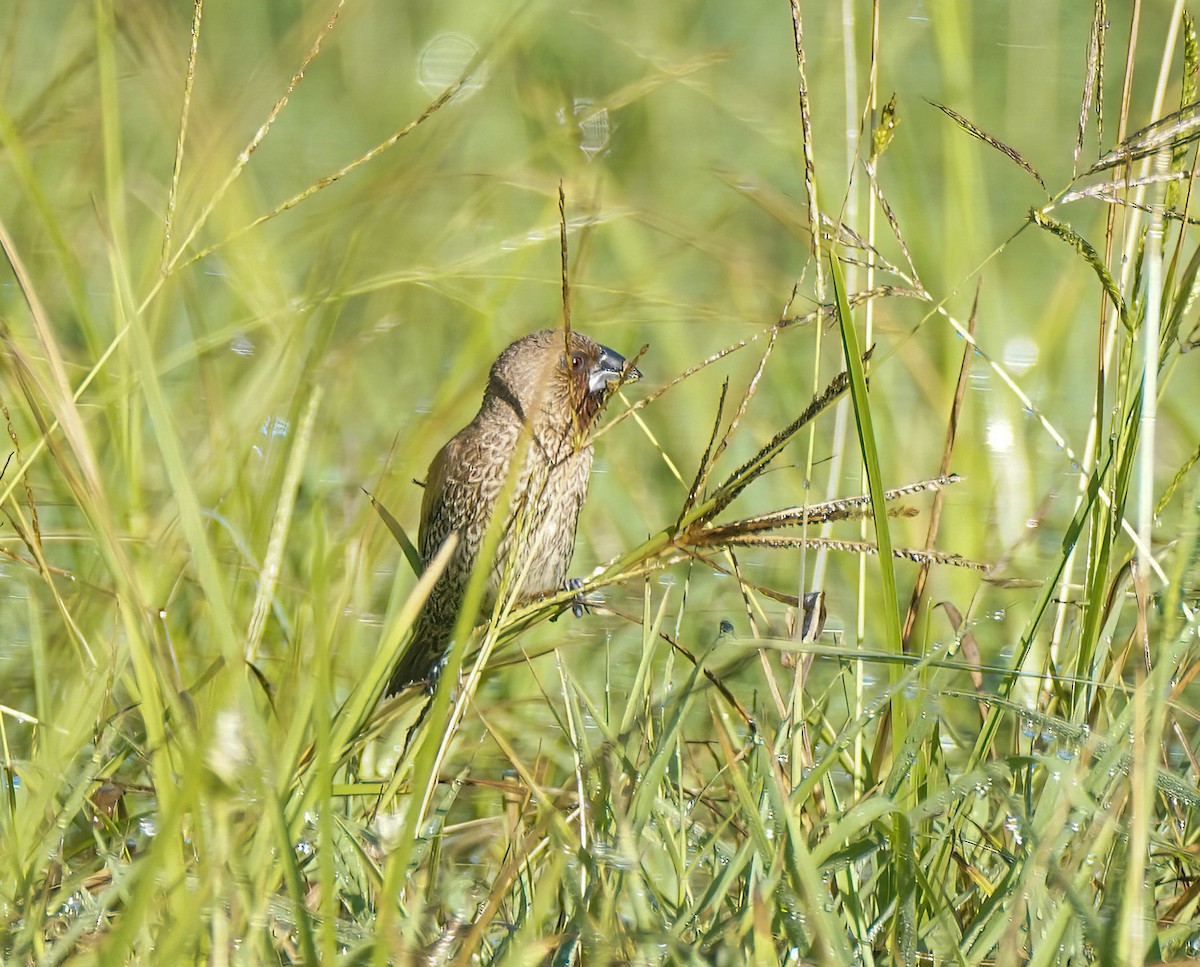 Чешуйчатая муния - ML647397549
