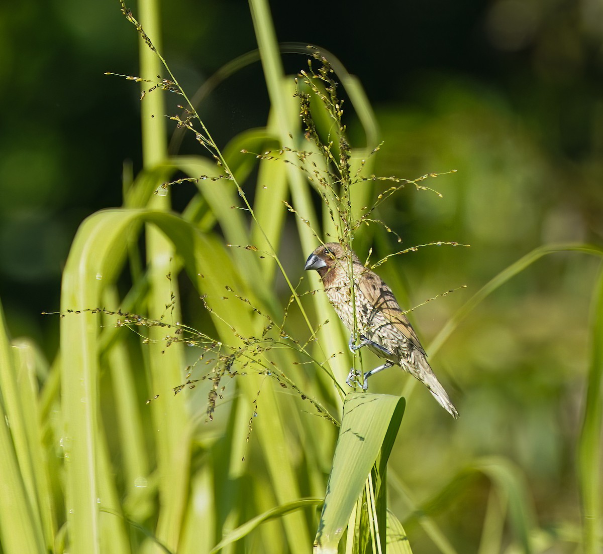 Чешуйчатая муния - ML647397550