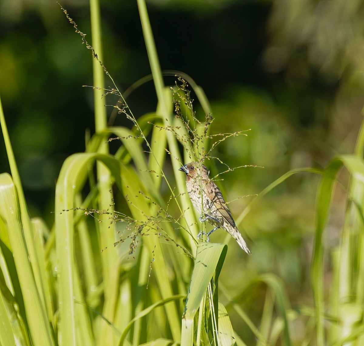 Чешуйчатая муния - ML647397551