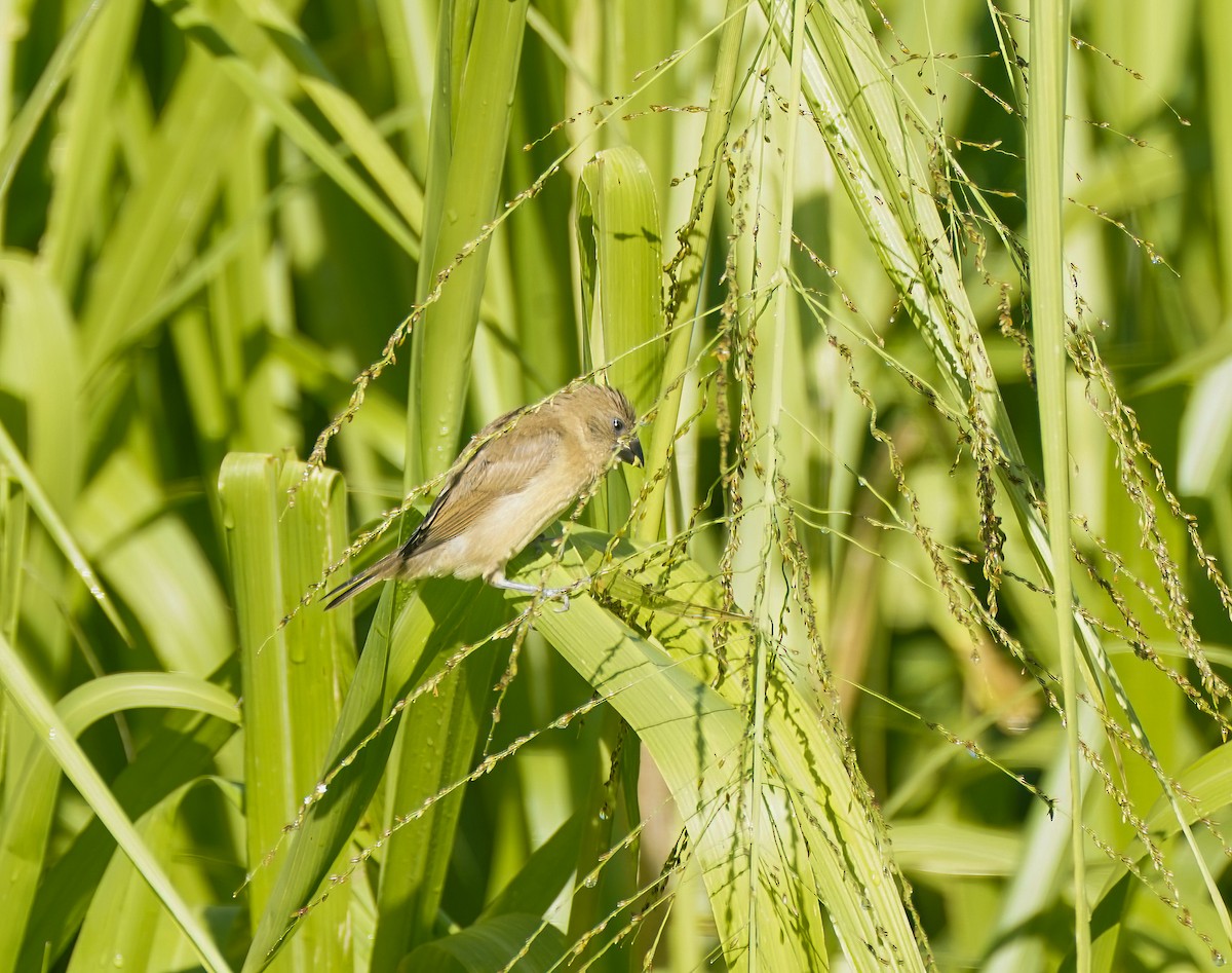 Чешуйчатая муния - ML647397552