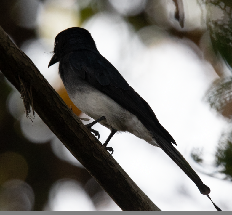 Белобрюхий дронго - ML647397553