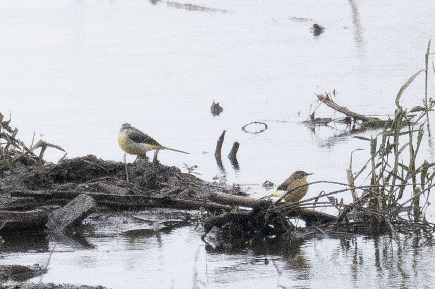 Горная трясогузка - ML647397554