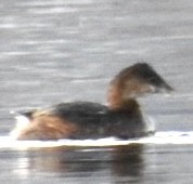 Пестроклювая поганка - ML647397555