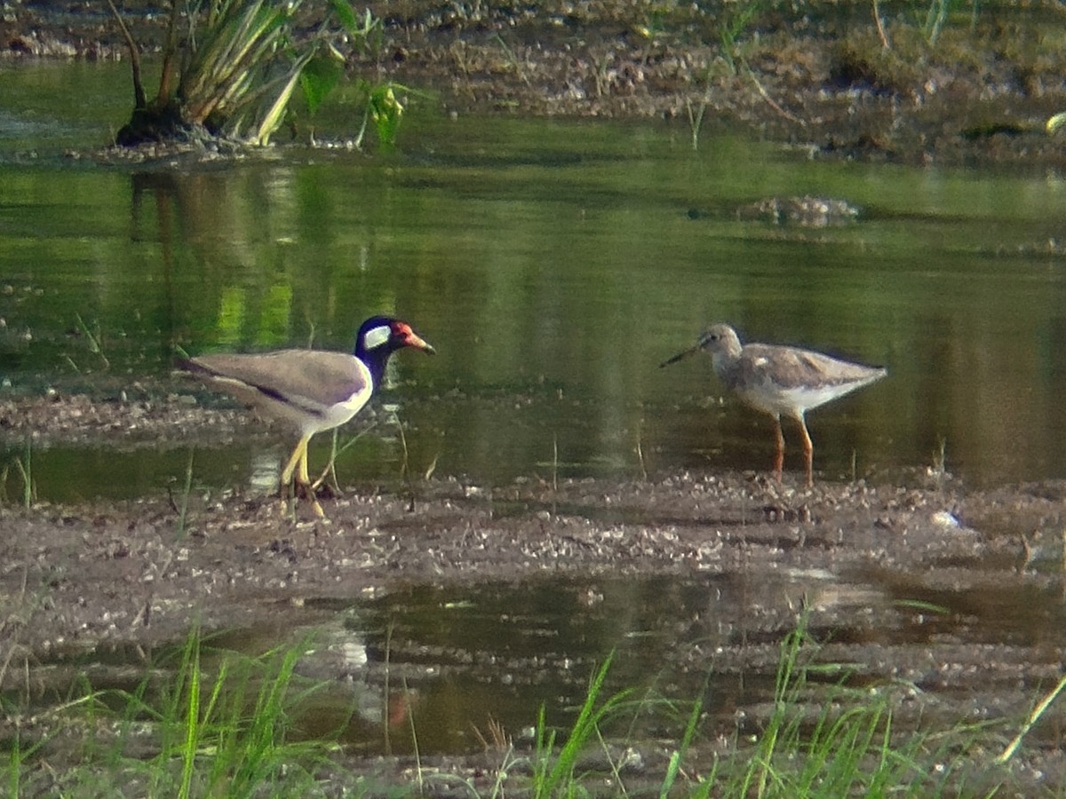 Украшенный чибис - ML647397562