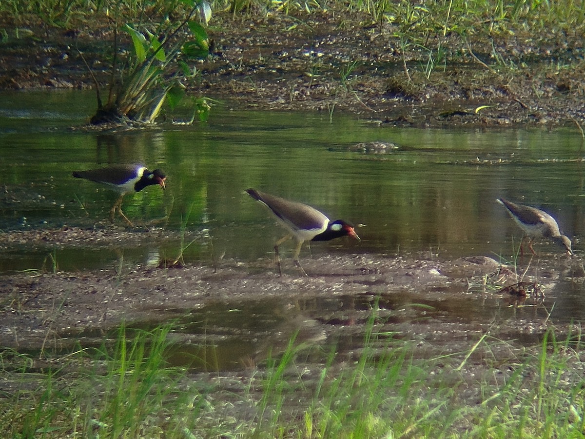 Büyük Kızkuşu - ML647397563