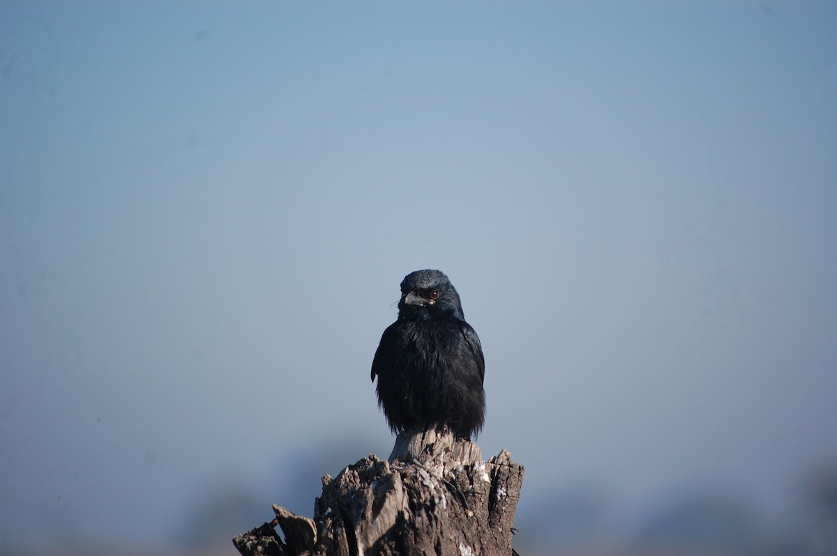 Черный дронго - ML647397564