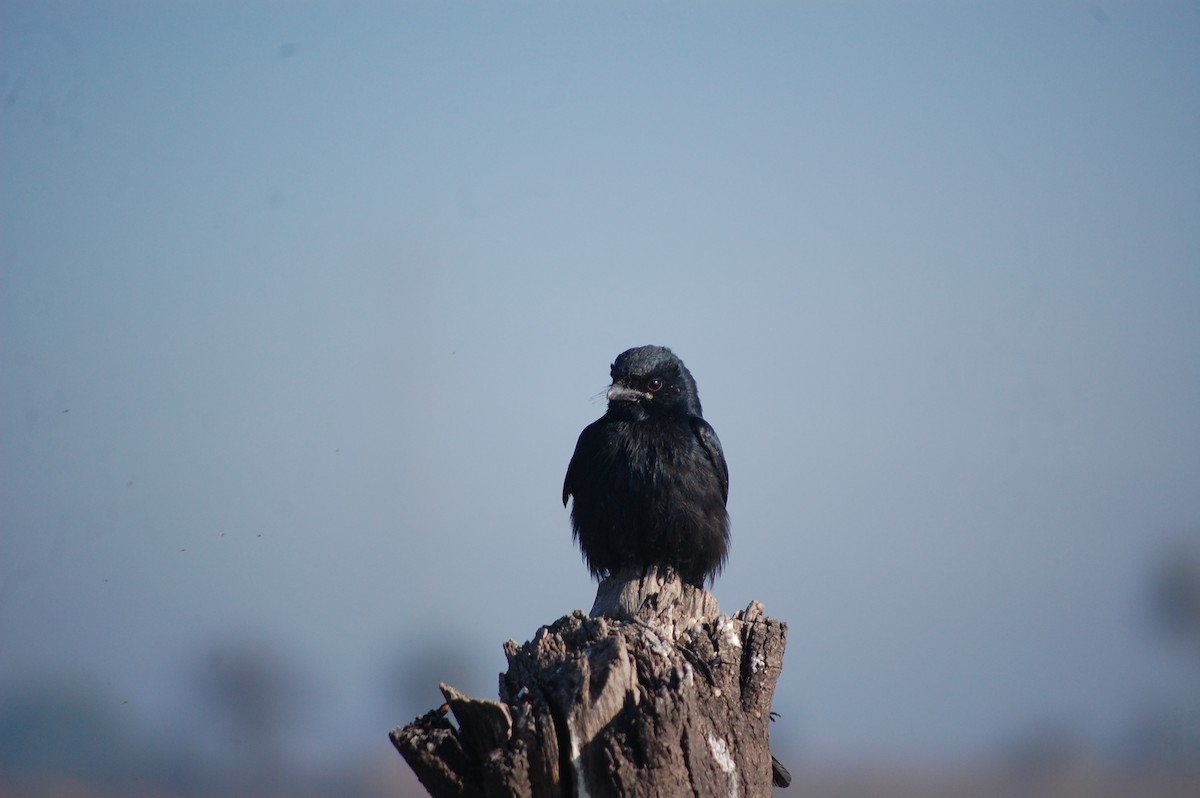 Черный дронго - ML647397565