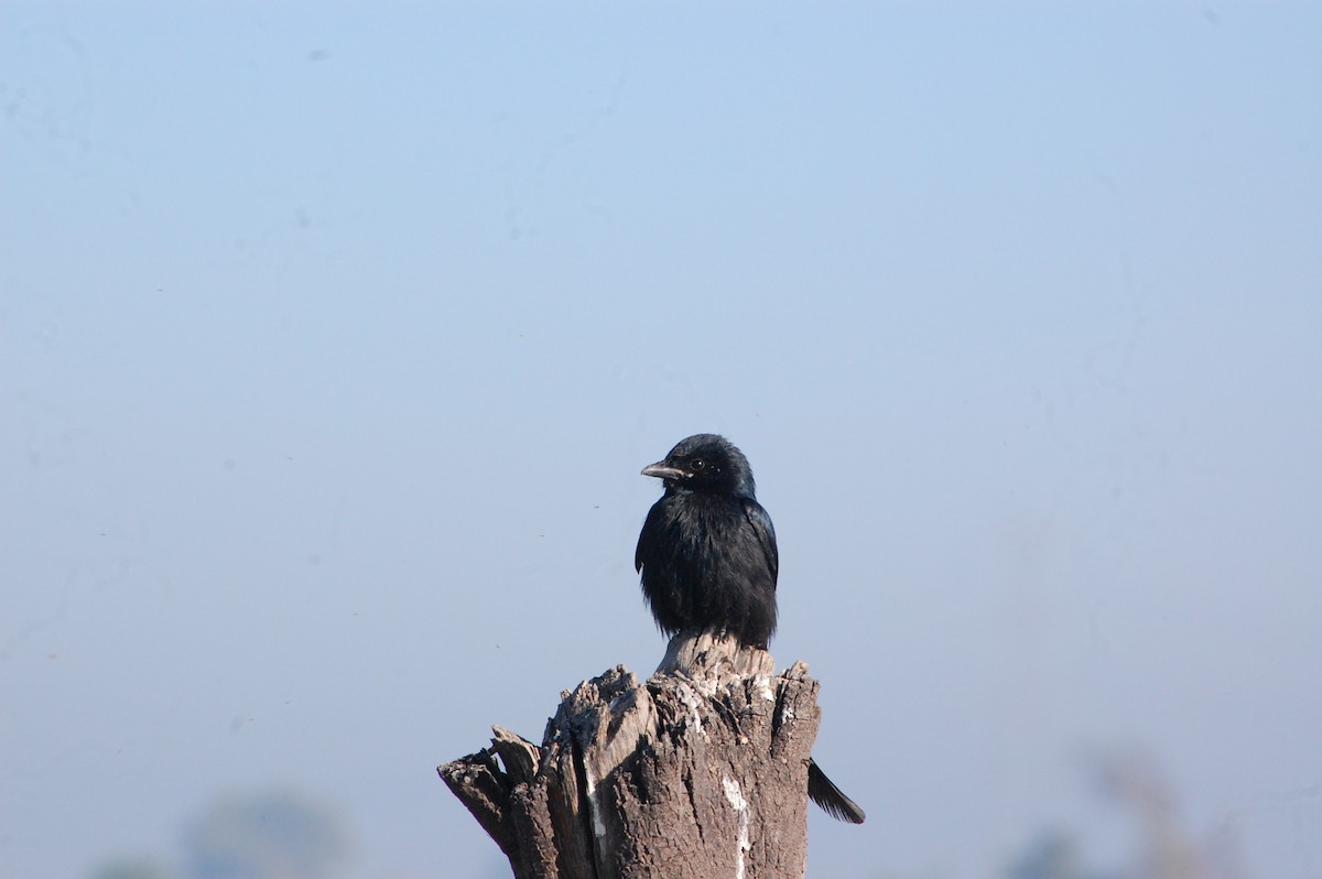 Черный дронго - ML647397566