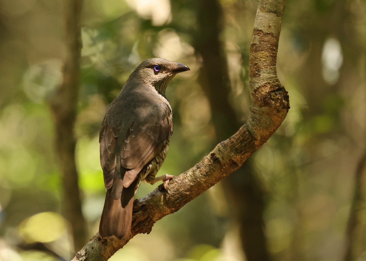 Атласный шалашник - ML647397567