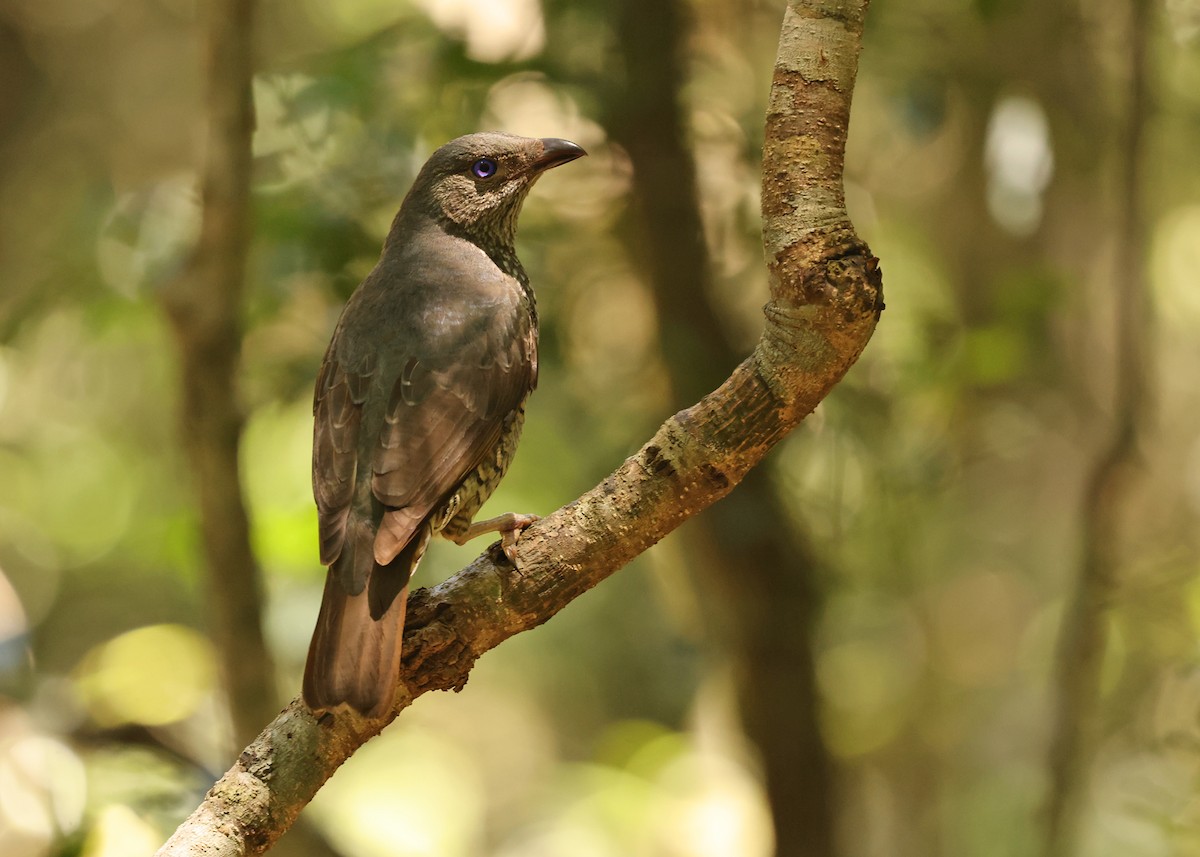 Атласный шалашник - ML647397568