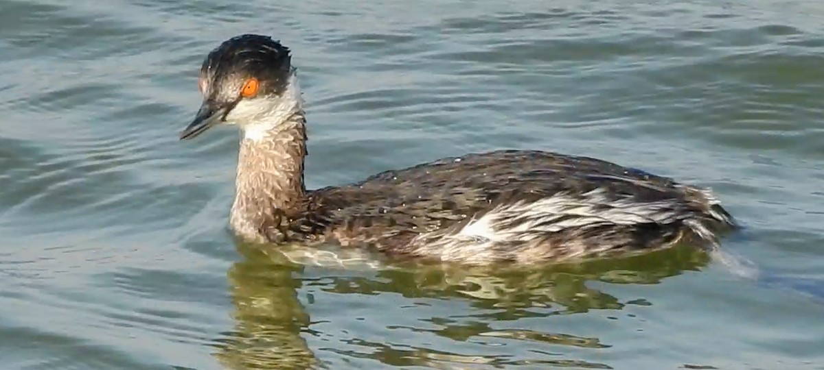 potápka černokrká - ML647397569