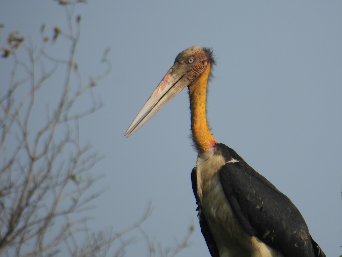 Зондский марабу - ML647397570