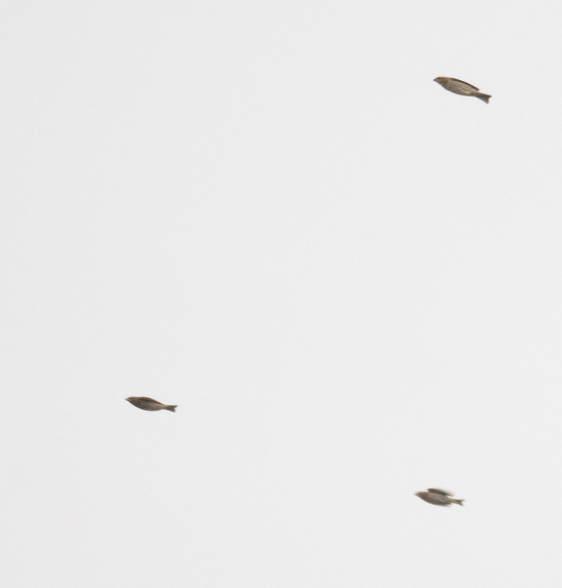 воробьиная птица sp. - ML647397572