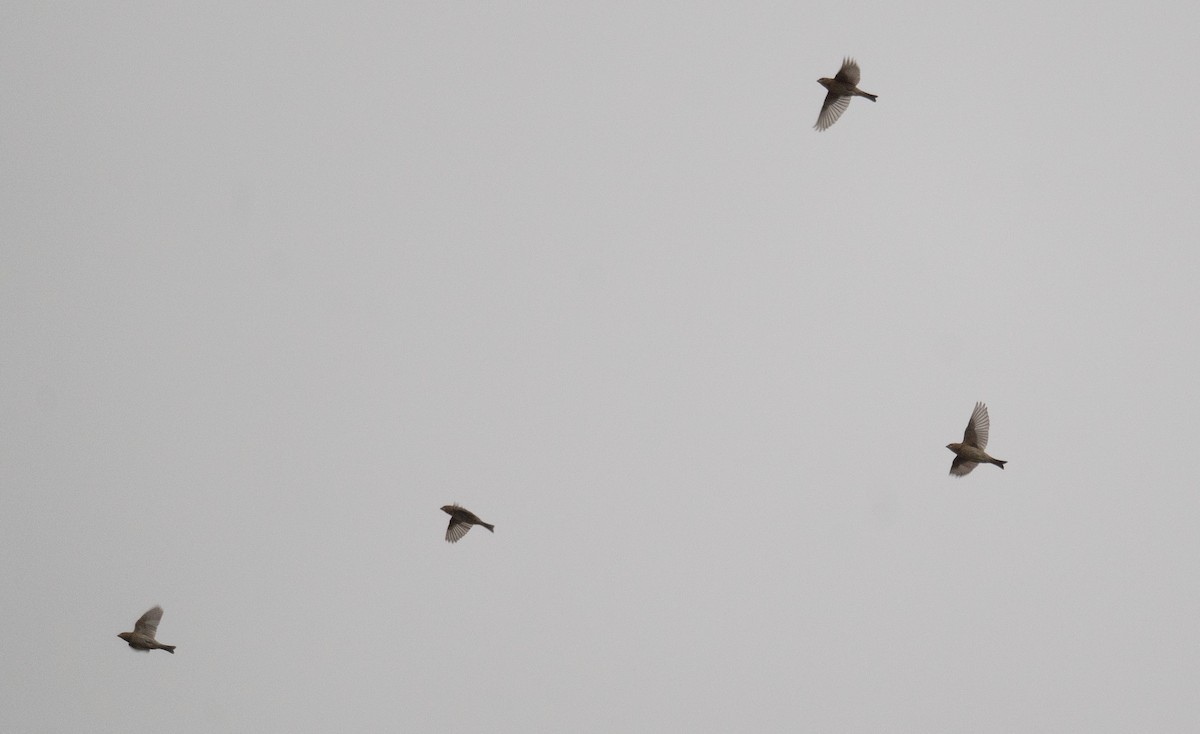 воробьиная птица sp. - ML647397573