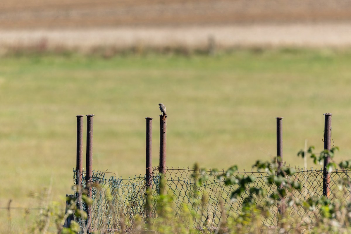 Черная горихвостка - ML647397576