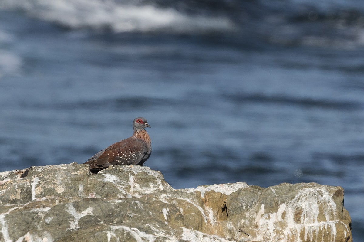 Крапчатый голубь - ML647397577